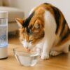 猫　水素水　効果